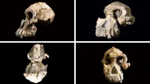 Cleveland Museum of Natural History Four views on the nearly complete skull