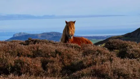 Anna Hamblett Wild pony on Conwy Mountain