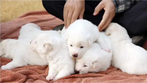 Blue House Puppies mothered by a 'peace dog' sent by Kim Jong-un