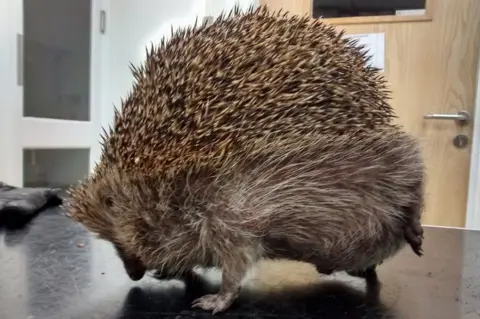 RSPCA Hedgehog