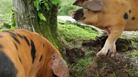 Cornwall Wildlife Trust Two of the pigs