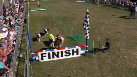 Countryfile / BBC (2015) Lambs taking part in The Lamb National