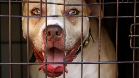 Pit bulls: are they really dangerous?