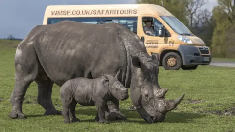 West Midland Safari Park A rhino and baby rhino at West Midland Safari Park