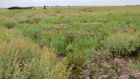 National Trust Healthy saltmarsh at Northey Island