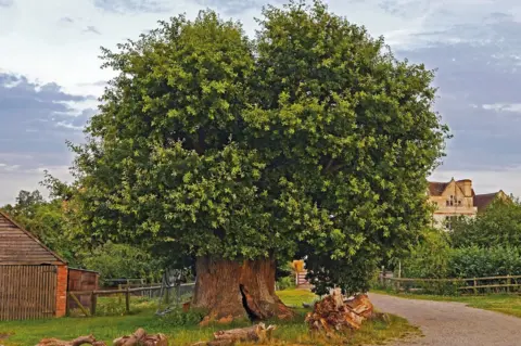 Julian Hight/Woodland Trust/PA Media Drive Oak