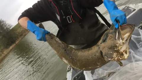 Environment Agency Dead adult pike retrieved from the water