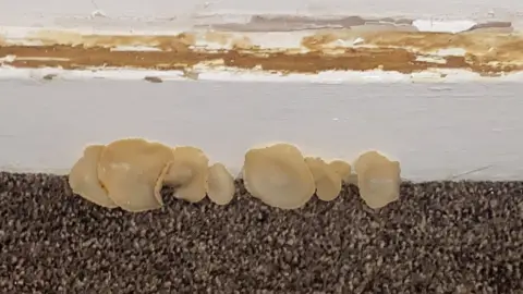 Chantelle Shiridzinonwa Mushrooms growing in flat