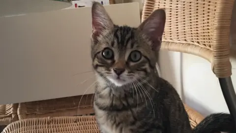 Sarah Plant Sarah's cat Smidge