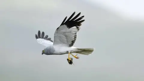 Laurie Campbell Hen harrier