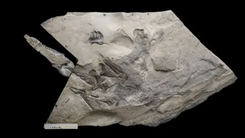 Gregory Funston Pterosaur skeleton fossil in rock excavated from the Isle of Skye