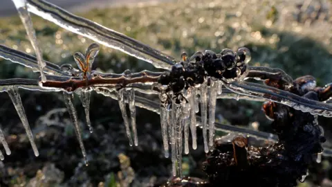Reuters Water is sprayed in the morning to protect vineyards from frost damage outside Chablis, France, April 7, 2021