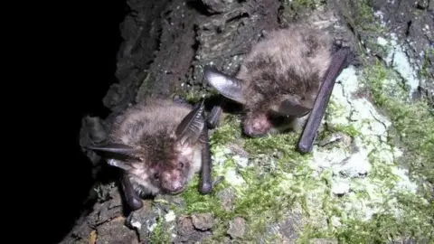 John Altingham Bechstein's bat