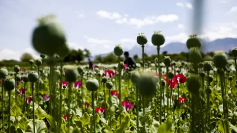 Getty Images An Afghan poppy field in full bloom
