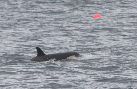 Karen Munro Orca Tide off Forss