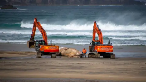 Morris Macleod Excavators and whale