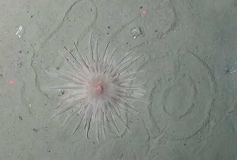 OFOBS TEAM/AWI A beautiful anemone