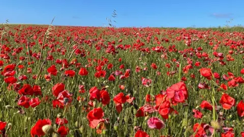 BBC The poppy field at West Pentire