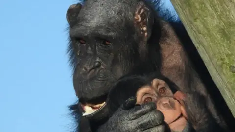 Welsh Mountain Zoo Welsh Mountain Zoo animal