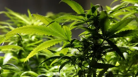 A cannabis plant grows in the Amsterdam Cannabis College, a non profit charitable organisation that gives information on cannabis and hemp use