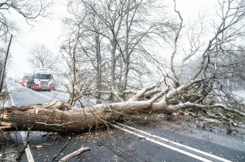 PA Media A fallen tree blocks the A702 near Coulter in South Lanarkshire