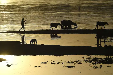 Arif Ali / AFP A farmer follows his buffalos along the Ravi river in Lahore, Pakistan.