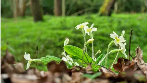 A close-up shot of some flowers in Mortimer Common, taken by Weather Watcher Ragged Runner