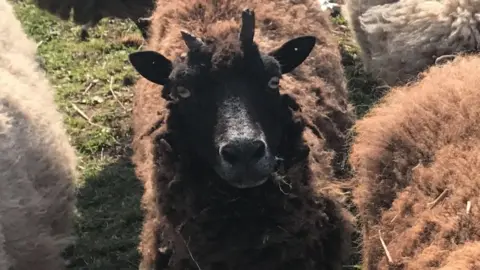 Brockswood Animal Sanctuary Minnie