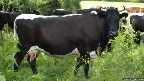 Clifford Freeman A herd of Gloucester Cattle, one looking at the camera