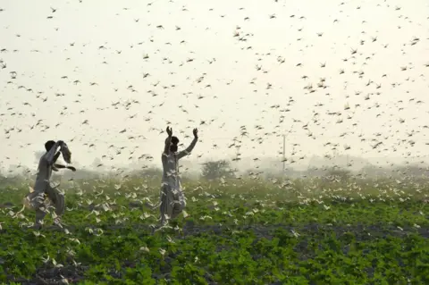 SHAHID ALI/AFP Farmers try to scare away a swarm of locusts from a field