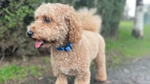 Georgia Crewe Ralph the cavapoo