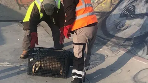 Harlow Council/HTS Badger being rescued