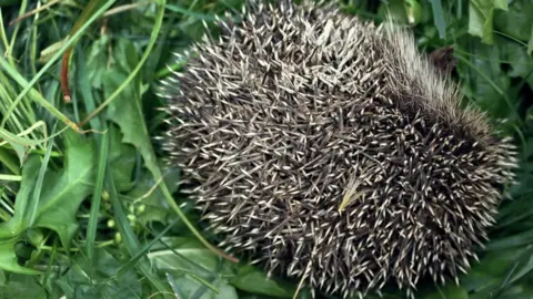 Getty Images A hedgehog curled into a ball.