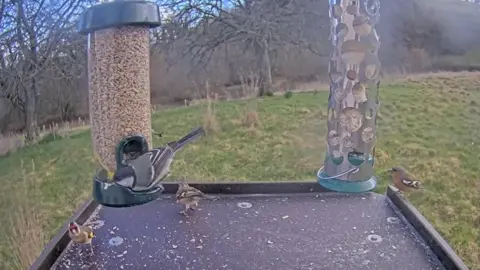 Devon Wildlife Trust Devon Wildlife Trust bird table camera