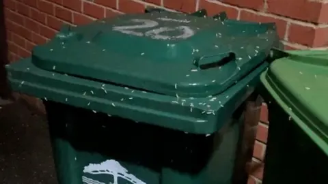 Maggots on a bin