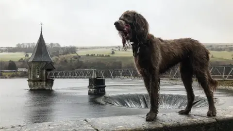 Jade Hanley North the dog at Pontsticill Reservoir near Merthyr