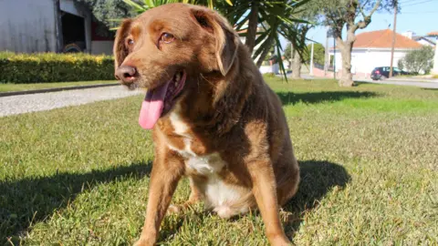 Reuters Bobi the dog