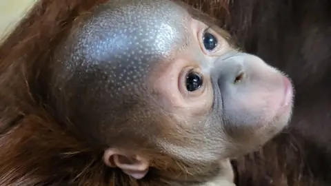 Georgina Barnes / Paignton Zoo Baby orangutan