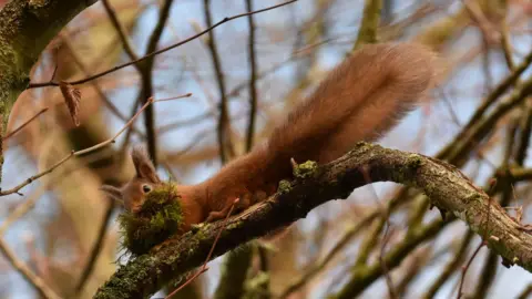 Queens University Belfast A red squirrel