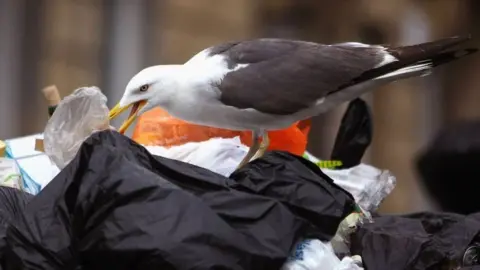 Getty Images Seagull