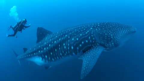 A scuba diver next to a whale shark in waters off the Galápagos