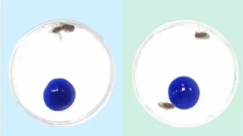 University of Birmingham Fruit flies