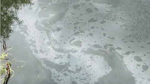 Howard Taylor Pollution in River Test