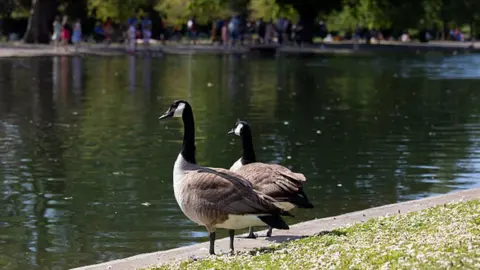 Getty Images Canada Geese