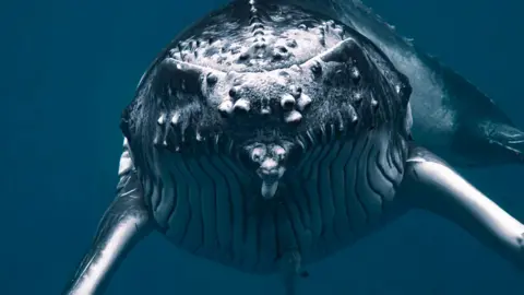 Humpback whale