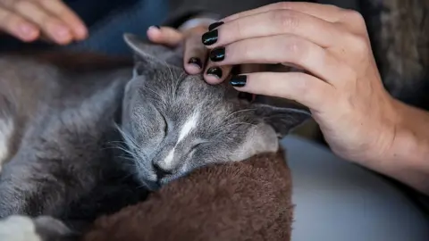Getty Images Cat being scratched
