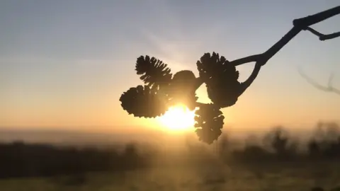 SIOBHÁN HARDING Pine cones on Cavehill