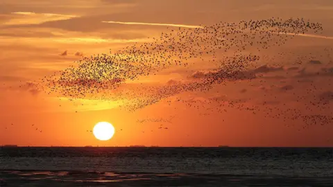 Les Bunyan Knot flying at sunset at RSPB Snettisham