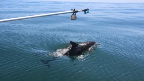 Swansea University Dolphin research