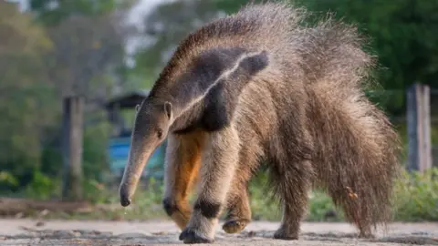 PA Media Giant anteater are one of the thousands of species in the Pantanal